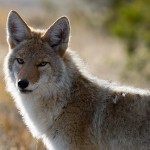 coyote-1480717_640